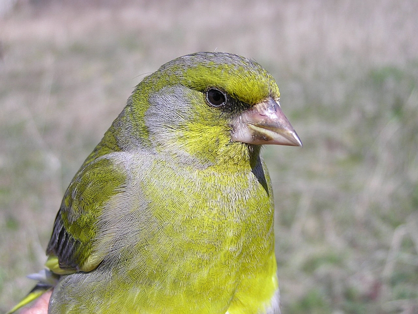 European Greenfinch, Sundre 20050513